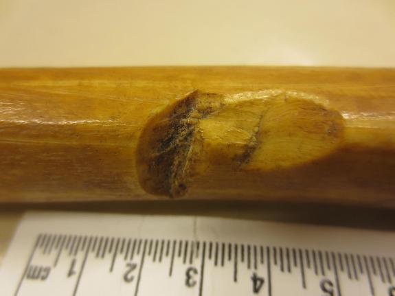 Большая берцовая кость, возможно принадлежащая св. Эрику. На снимке видна зазубрина, оставшаяся в результате ранения. Credit: Anna Kjellström