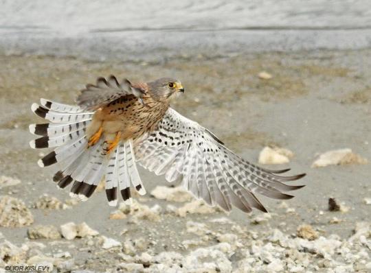 Европейская пустельга (Falco tinnunculus)
