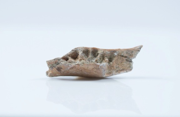 Фрагмент нижней челюсти взрослой особи предка Человека флоресского. Credit: Kinez Riza