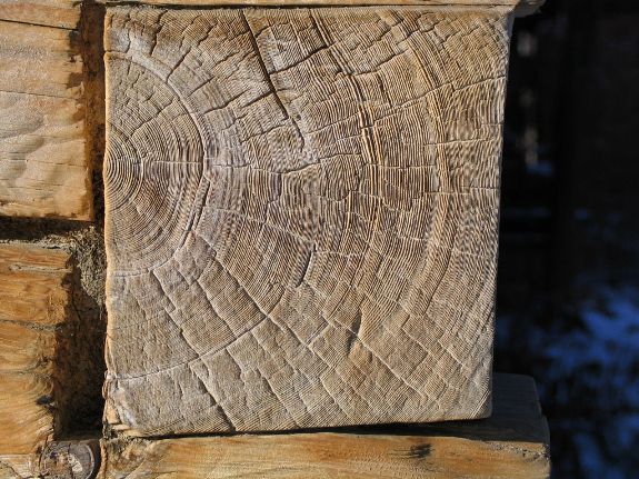 Срез древесины с видимыми годичными кольцами. Дерево было срублено в XIII в. и использовано для постройки. Находится в Польше. Credit: Ulf Büntgen