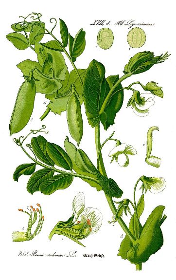 Горох посевной. Ботаническая иллюстрация из книги О. В. Томе «Flora von Deutschland, Österreich und der Schweiz», 1885