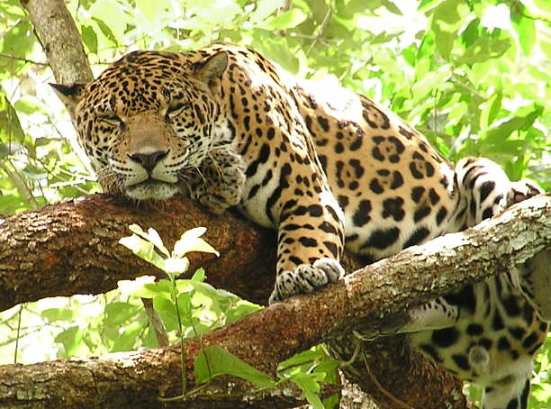 Вид ягуара, обитающий в департаменте Петен, Гватемала