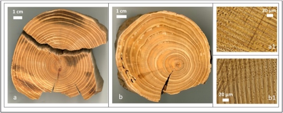 Образцы древесины кипариса, взятые для анализа в Сервестанском дворце