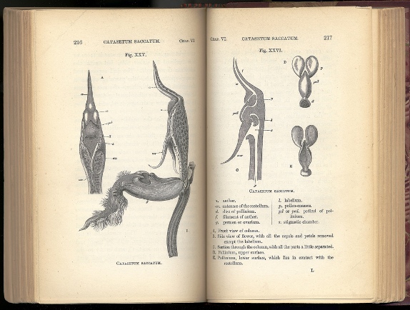 Страница из первого издания "Происхождения видов"