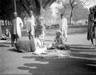 Пилигрим с коровой и теленком