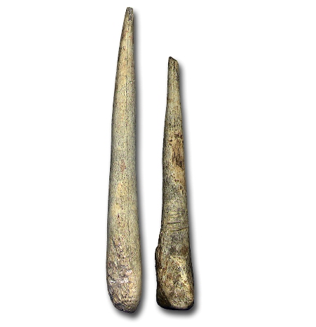 Шила из кости (на фото) обычно не находят в материальных культурах неандертальцев. Однако, они были найдены в шательперонской культуре в гроте дю Ренне