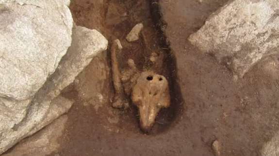 Останки дельфина, похороненные в могиле на о. Шапель Дом Хюэ. Credit: Guernsey Archaeology