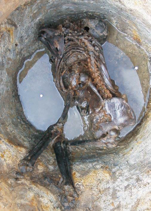 Скелет, обнаруженный в заболоченных осадочных отложениях. Кембриджшир, Великобритания. Credit: Cambridge Archaeological Unit